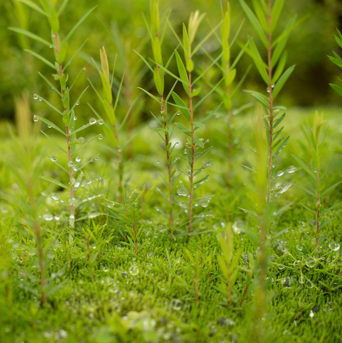 Plant a Tree by Bag-all - Young green saplings with morning dew drops growing in lush moss, representing sustainable eco-friendly initiatives and environmental conservation