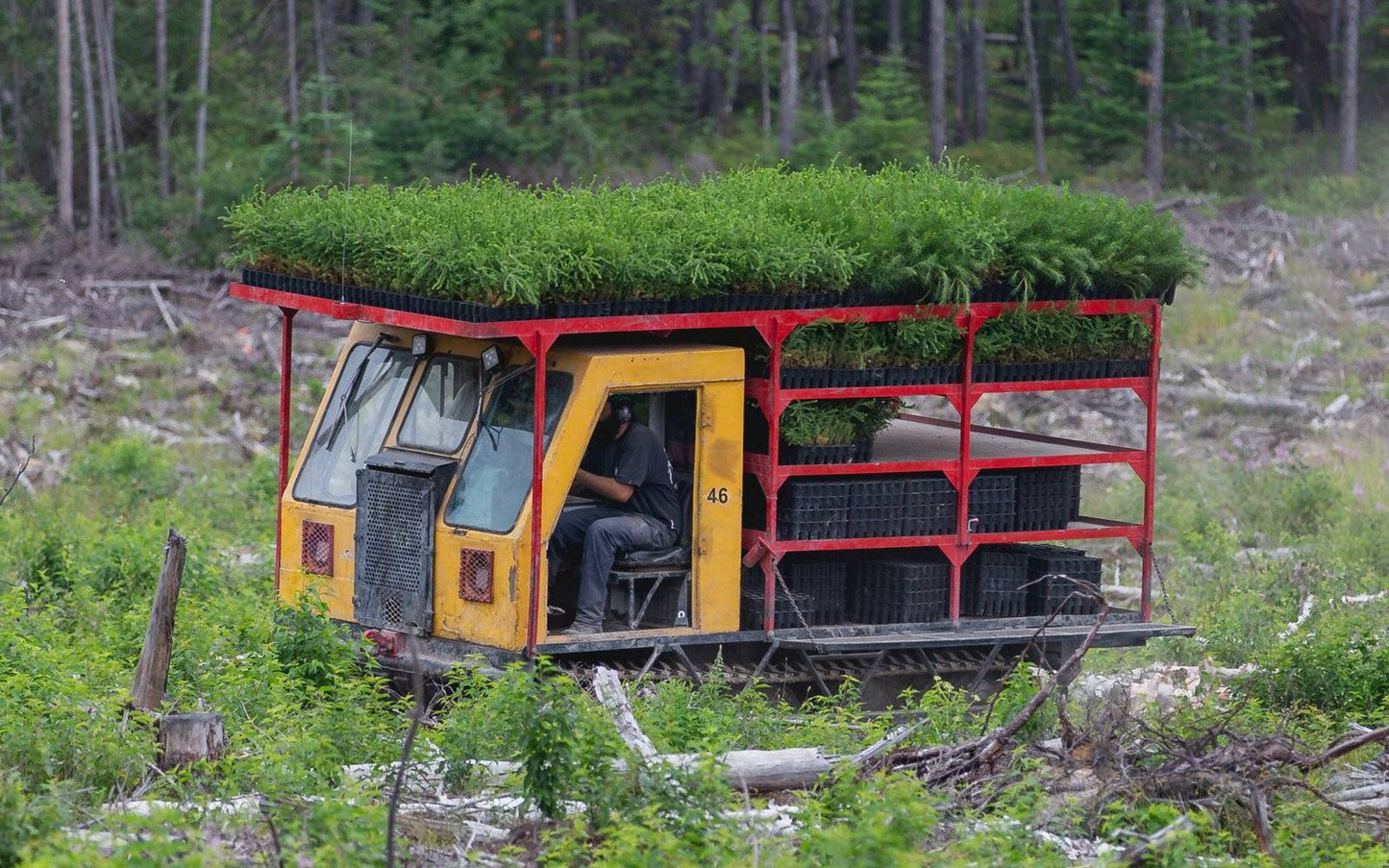 Plant a Tree - Yellow forestry vehicle transporting young saplings on red rack through woodland area, supporting Bag-all's sustainability initiative with OneTreePlanted