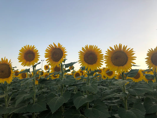 Summer in Italy